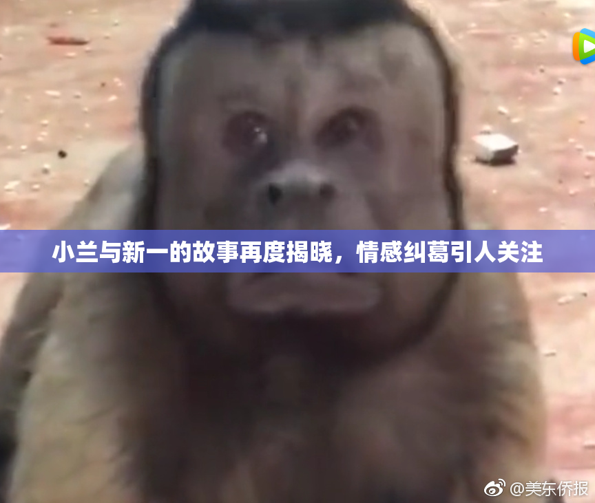 小兰与新一的故事再度揭晓，情感纠葛引人关注